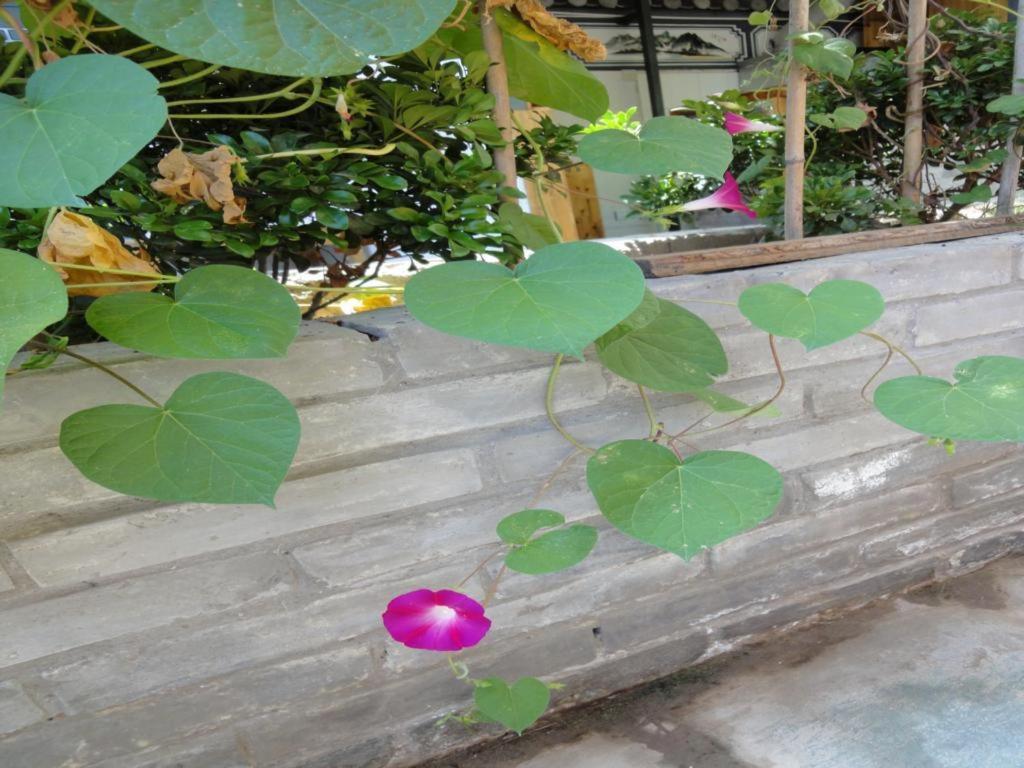 Dali Four Season Flower Inn Dali (Yunnan) Bagian luar foto
