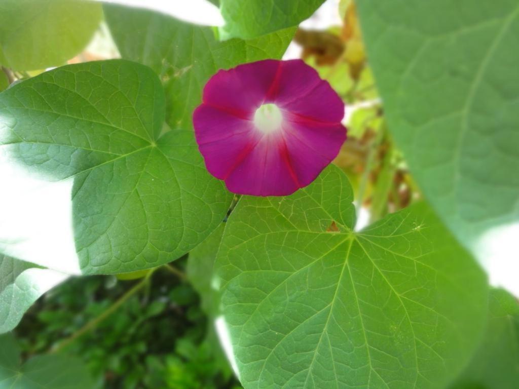 Dali Four Season Flower Inn Dali (Yunnan) Bagian luar foto